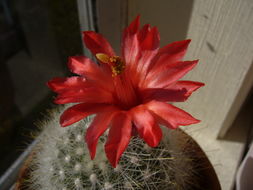 صورة Mammillaria senilis Lodd. ex Salm-Dyck