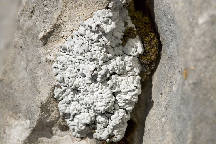 Image of bruised lichen