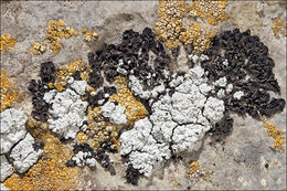 Image of bruised lichen