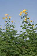 Image of Jerusalem artichoke