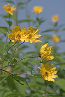 Image of Jerusalem artichoke