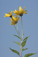 Image of Jerusalem artichoke