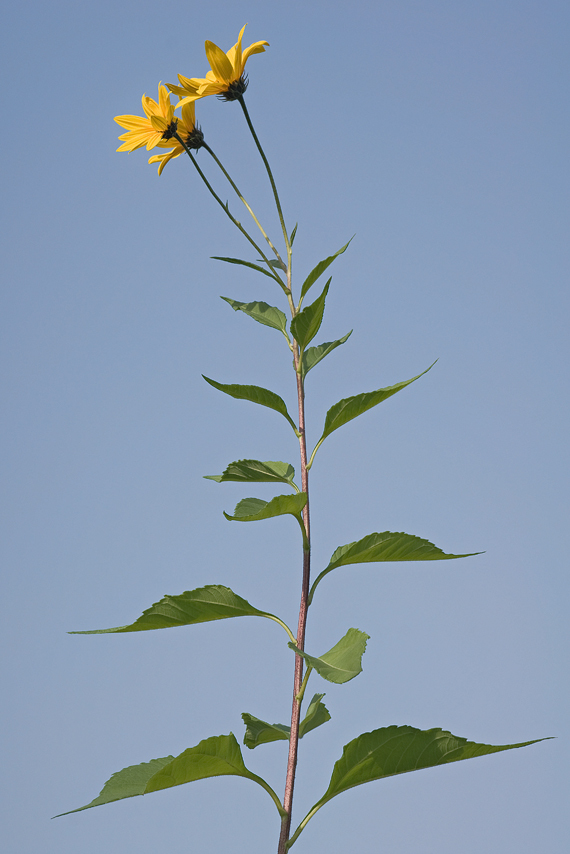 Image of Jerusalem artichoke