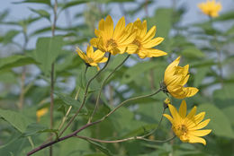 Image of Jerusalem artichoke