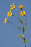 Image of Jerusalem artichoke