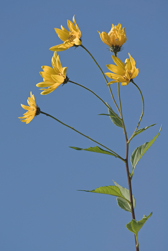 Image of Jerusalem artichoke