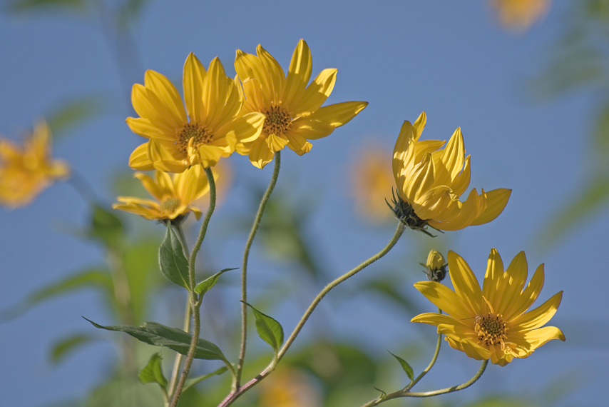 Image of Jerusalem artichoke