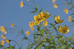 Image of Jerusalem artichoke