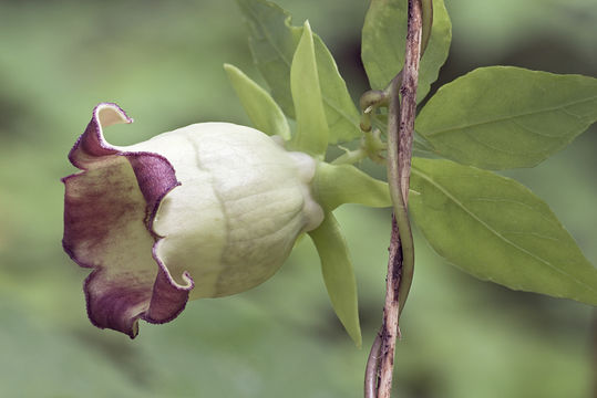 Image de Codonopsis ussuriensis (Rupr. & Maxim.) Hemsl.