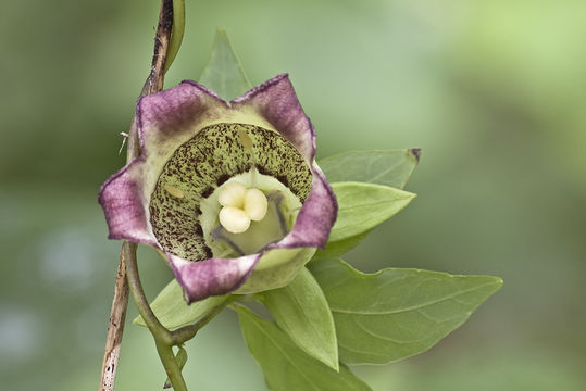 Image of Codonopsis ussuriensis (Rupr. & Maxim.) Hemsl.