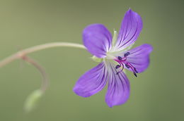 Image of <i>Geranium vlassovianum</i>