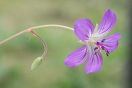 Image of <i>Geranium vlassovianum</i>