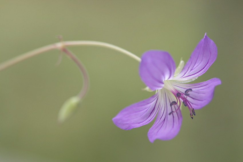 Image of <i>Geranium vlassovianum</i>