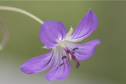 Image of <i>Geranium vlassovianum</i>