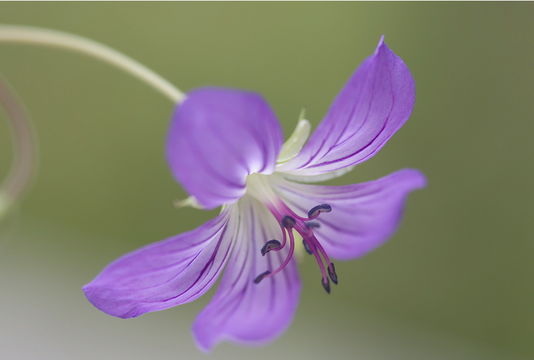 Imagem de <i>Geranium vlassovianum</i>