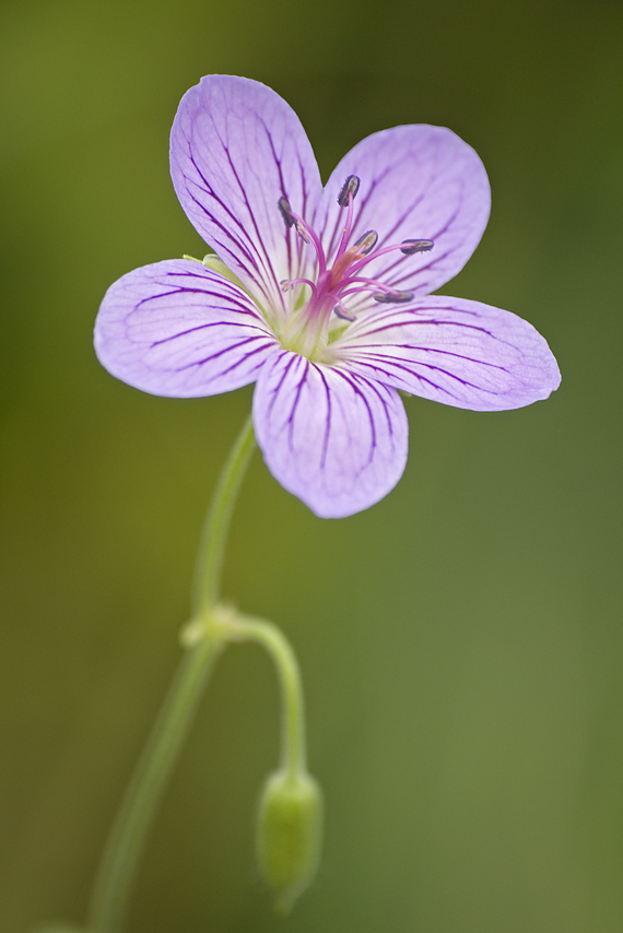 Image of <i>Geranium vlassovianum</i>