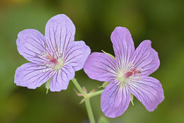 Image of <i>Geranium vlassovianum</i>