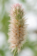 Imagem de Trifolium arvense L.