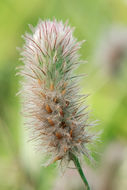 Imagem de Trifolium arvense L.