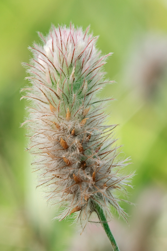 Image of Hare's-foot Clover