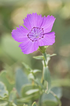 Image of China pink