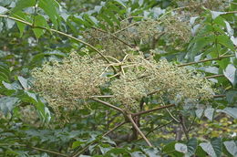 Image of Japanese angelica tree