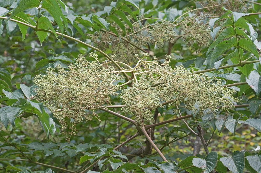 Image of Japanese angelica tree