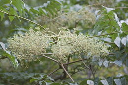 Image of Japanese angelica tree