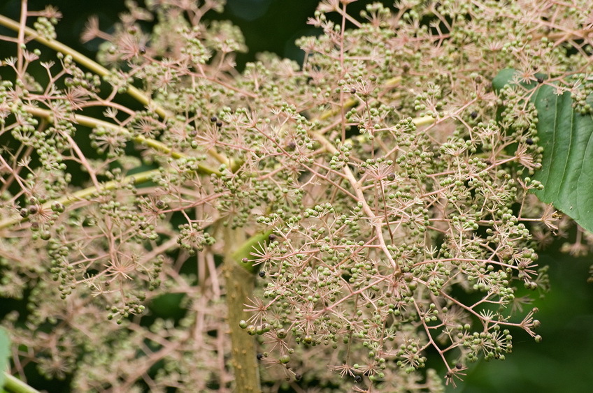 Image of Japanese angelica tree