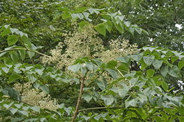 Image of Japanese angelica tree