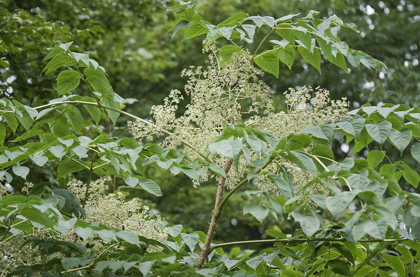 Image of Japanese angelica tree