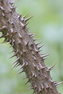 Image of Japanese angelica tree