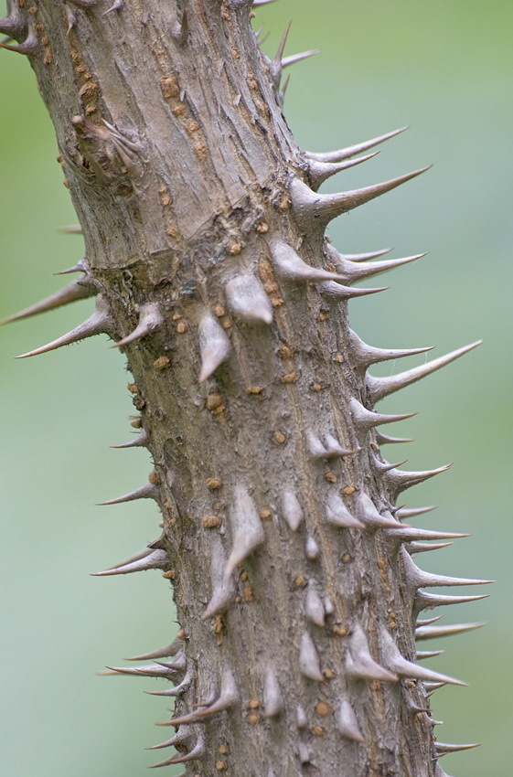 Image of Japanese angelica tree