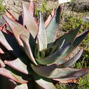 Image of <i>Aloe capitata</i> var. <i>quartziticola</i>