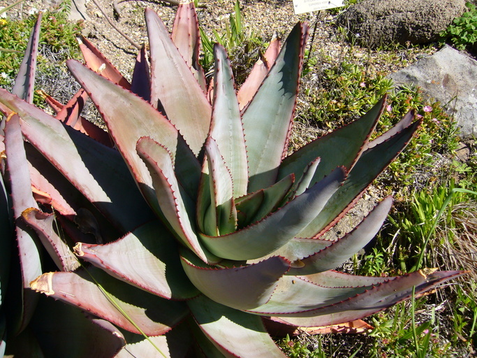 Image of <i>Aloe capitata quartziticola</i>