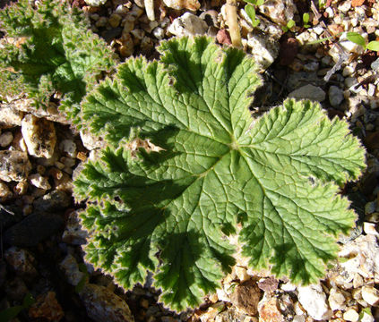 Imagem de Pelargonium lobatum (Burm. fil.) L'Her.