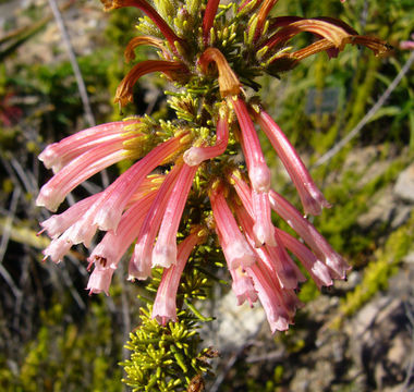 Image of Sticky-leaved heath