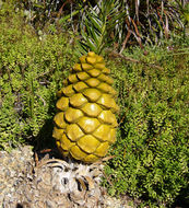 Image of Eastern Cape Dwarf Cycad