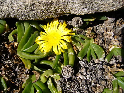 Image of Glottiphyllum nelii Schwant.