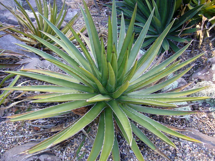 <i>Agave lechuguilla</i> resmi