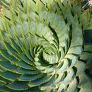Image of Spiral Aloe