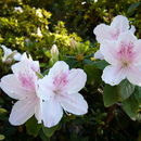 Sivun Rhododendron mucronatum (Bl.) G. Don kuva