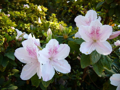 Imagem de Rhododendron mucronatum (Bl.) G. Don