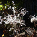 Image of hyacinth-flower clematis