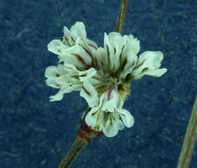 Image of Davidson's buckwheat