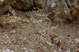 Imagem de Eriogonum brachypodum Torr. & Gray