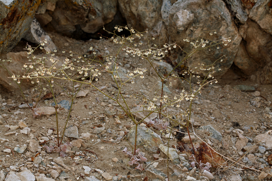 Image of Parry's buckwheat