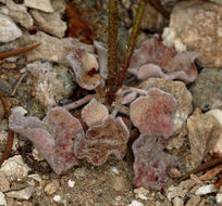 Image of Parry's buckwheat