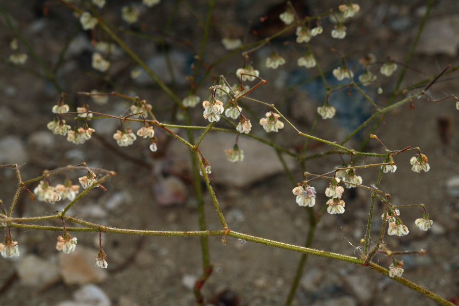 Image of Parry's buckwheat