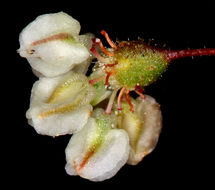 Image of Parry's buckwheat